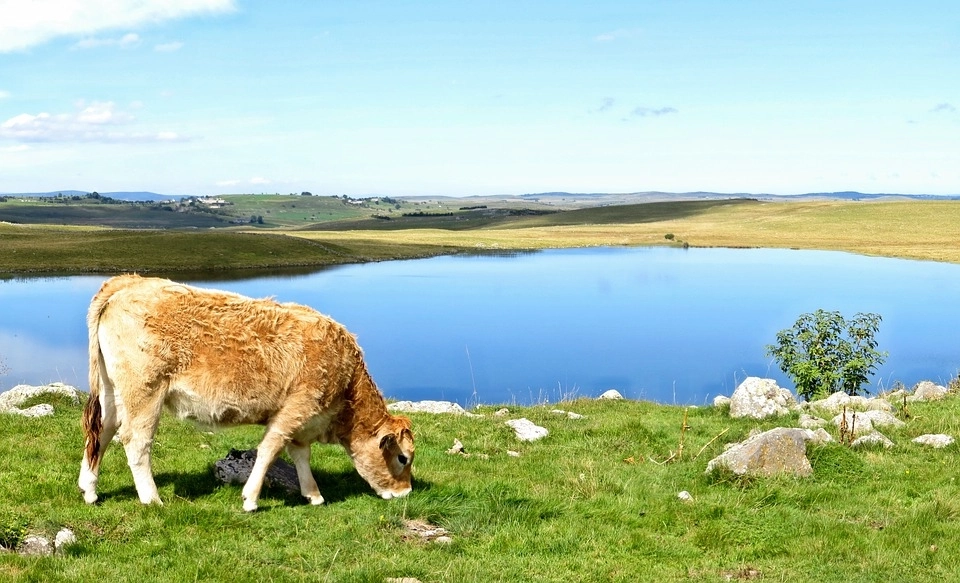 Tourism in Aubrac Regional Nature Park